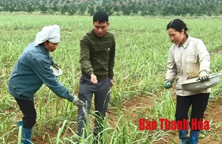 Đẩy mạnh thực hiện các giải pháp phát triển mía nguyên liệu