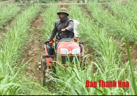 Đẩy mạnh thực hiện các giải pháp phát triển mía nguyên liệu