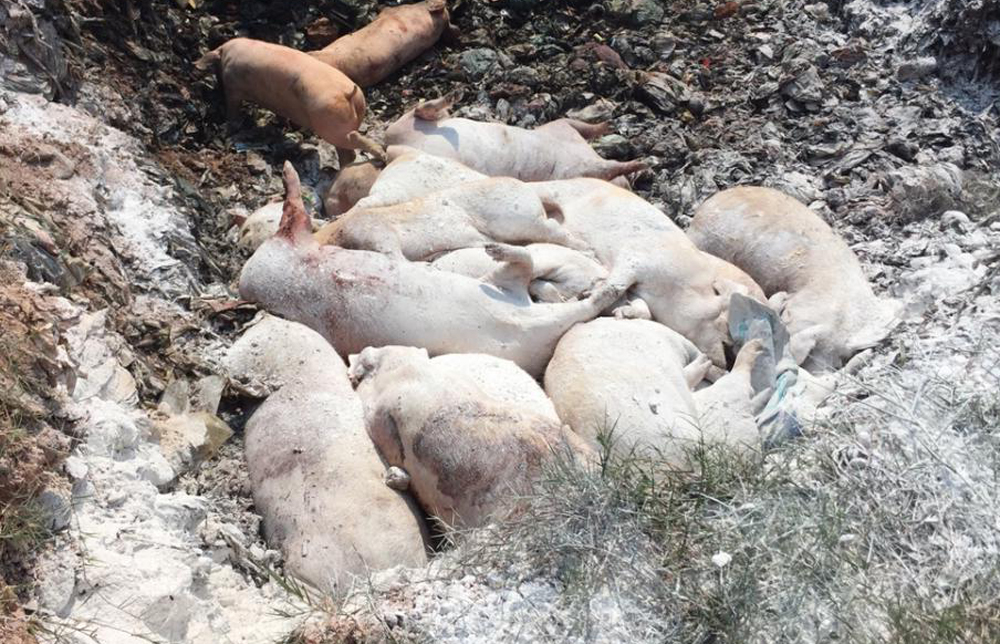 Kịp thời tiêu hủy hàng trăm con lợn nghi bị lở mồm, long móng