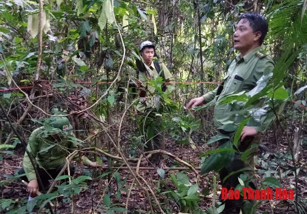 Tăng cường các biện pháp ngăn chặn tình trạng khai thác, vận chuyển lâm sản trái phép ở vùng giáp ranh huyện Như Xuân với tỉnh Nghệ An