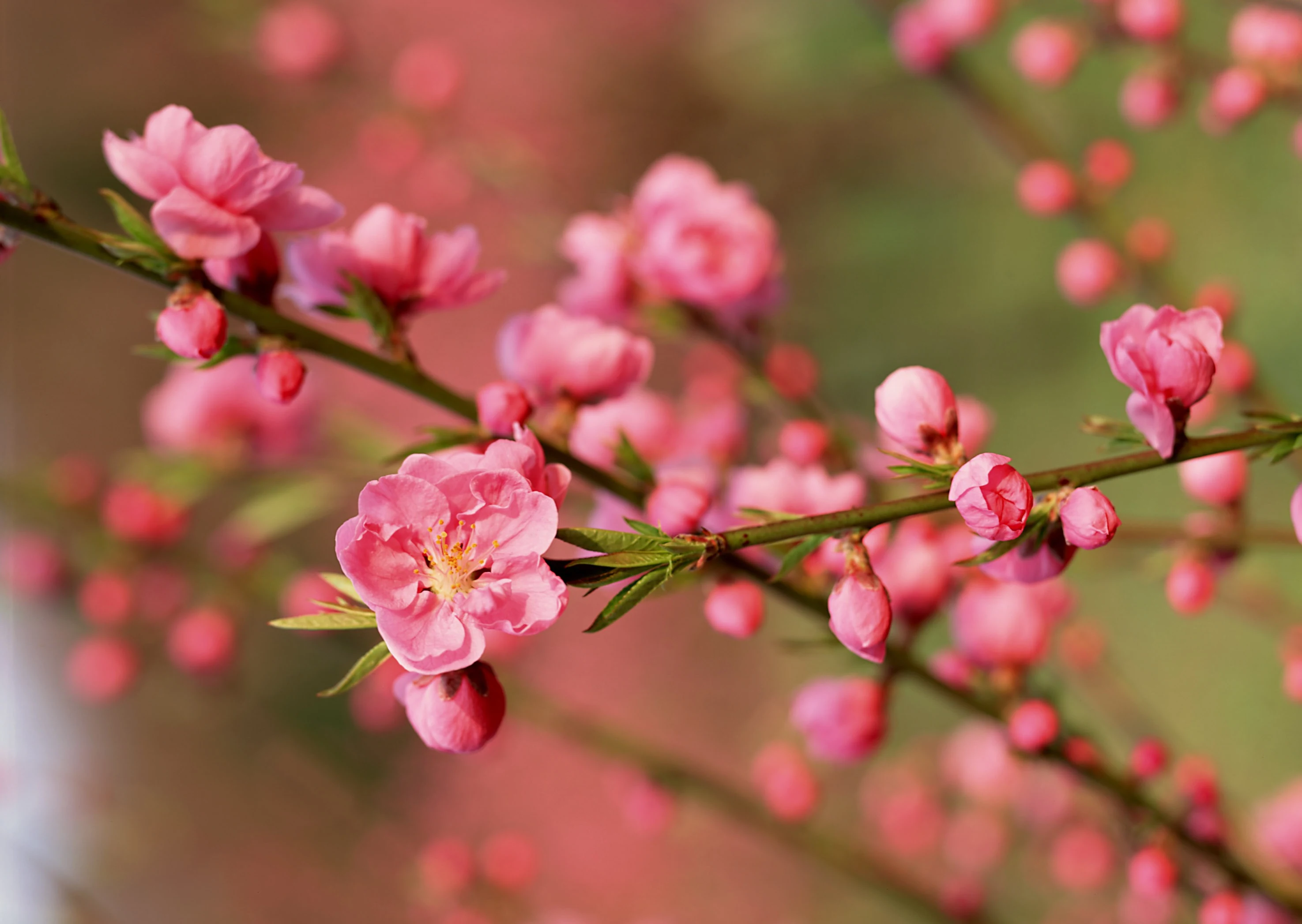 Thư chúc mừng năm Mới