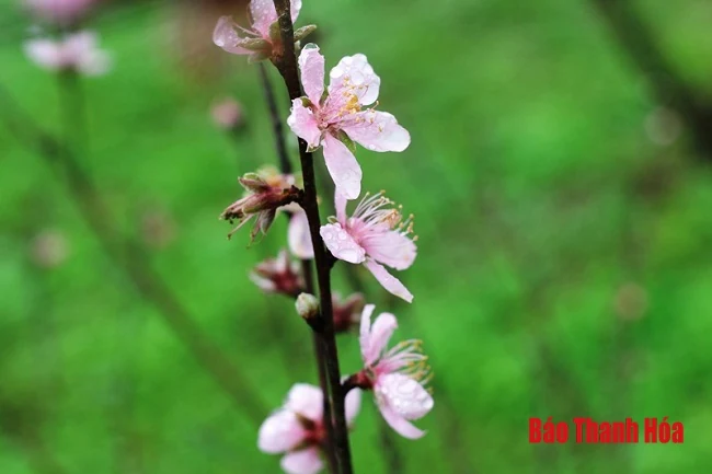Xuân về trên thủ phủ đào phai