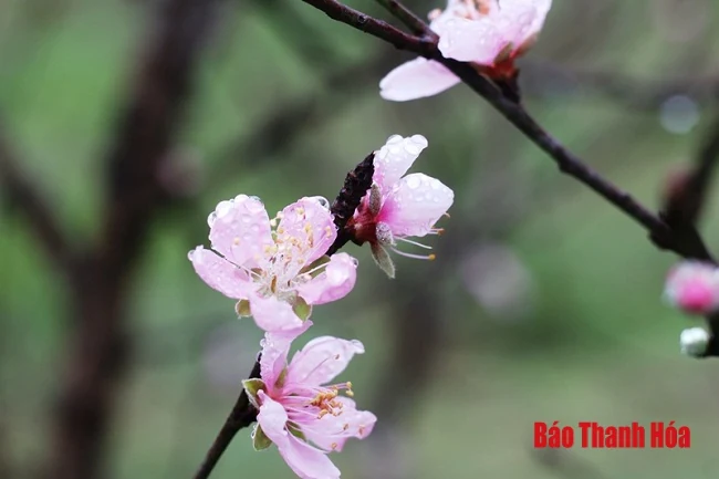 Xuân về trên thủ phủ đào phai