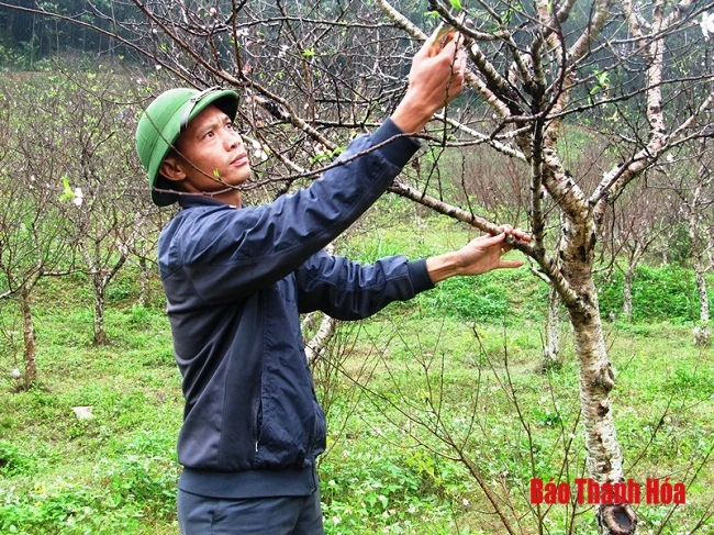Xuân về trên thủ phủ đào phai