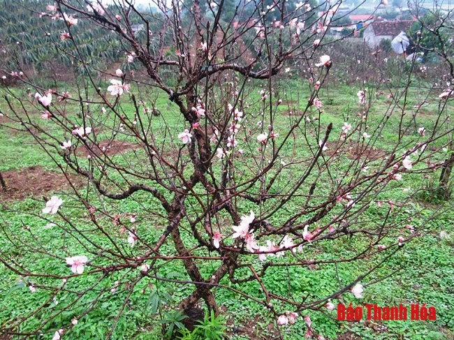 Xuân về trên thủ phủ đào phai
