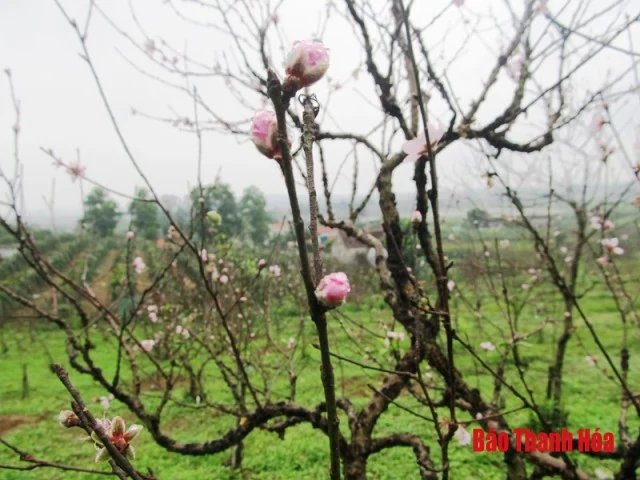 Xuân về trên thủ phủ đào phai