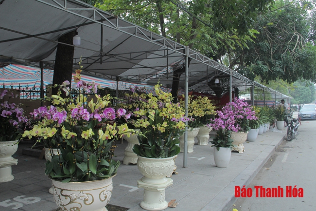 TP Thanh Hóa tổ chức nhiều chợ hoa xuân trong dịp Tết Nguyên đán Kỷ Hợi