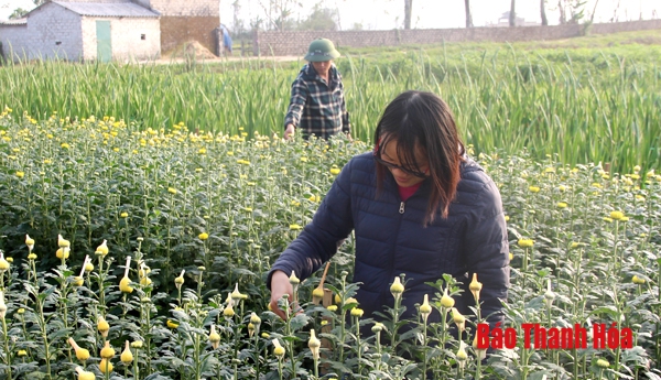 Huyện Đông Sơn chuyển đổi 321 ha đất trồng lúa kém hiệu quả sang phát triển trang trại và cây trồng giá trị