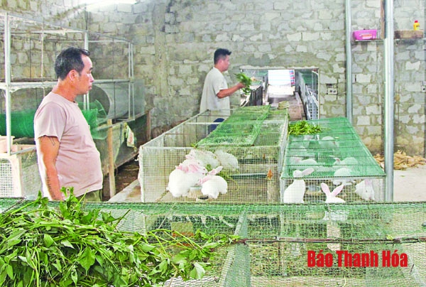 Phát triển kinh tế trang trại ở huyện Như Thanh