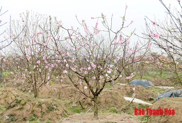 Đào Quảng Chính - “Thương hiệu mới” của làng đào xứ Thanh