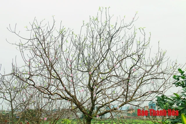 Đào Quảng Chính - “Thương hiệu mới” của làng đào xứ Thanh