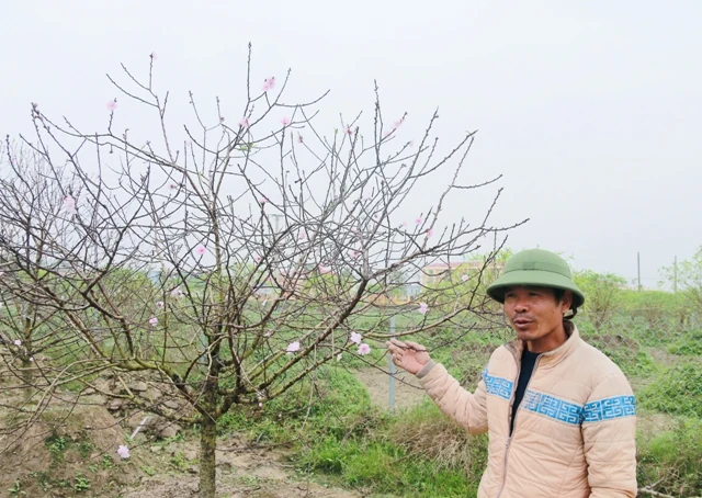 Đào Quảng Chính - “Thương hiệu mới” của làng đào xứ Thanh