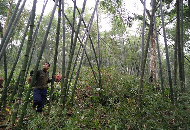 Xã Trung Xuân phát triển kinh tế rừng