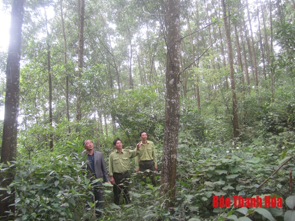 Ban quản lý rừng phòng hộ Sim: Bảo vệ và phát triển rừng bền vững, hiệu quả