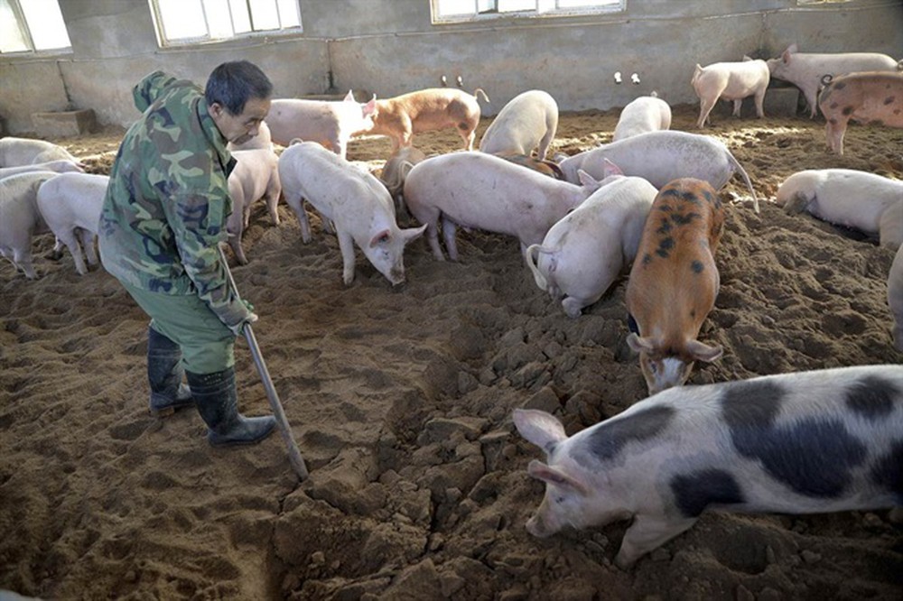 Ngăn chặn và ứng phó khẩn cấp với bệnh Dịch tả lợn châu Phi trên địa bàn tỉnh