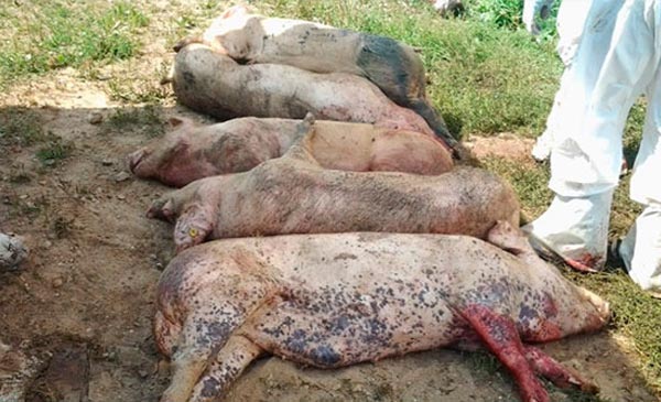 Thành lập 4 chốt kiểm dịch động vật liên ngành tạm thời phòng, chống bệnh Dịch tả lợn châu Phi