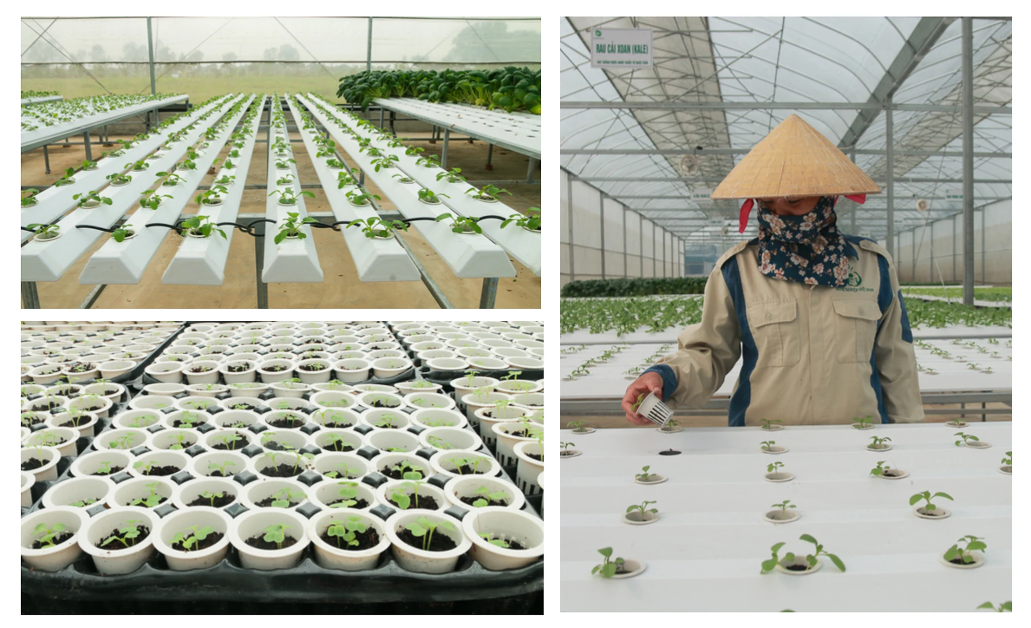 [E-magazine] Ước mơ theo đuổi Nông nghiệp tử tế của CEO xứ Thanh