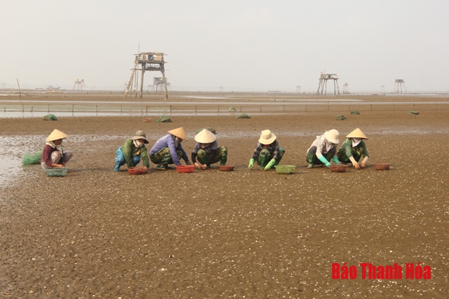 Tiếp tục lấy mẫu, xác định nguyên nhân xảy ra tình trạng ngao chết ở huyện Hậu Lộc