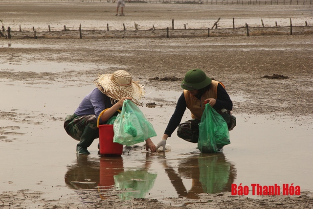 Ngao chết hàng loạt ở huyện Hậu Lộc là do mật độ nuôi quá dày