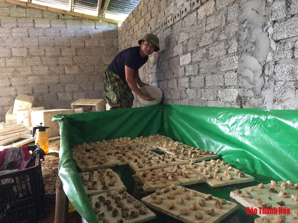 Câu chuyện khởi nghiệp của anh “Chính ốc nhồi”