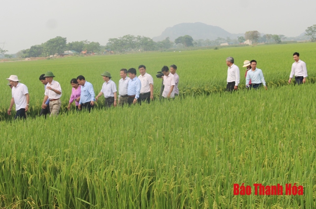 Áp dụng gói kỹ thuật canh tác tiến tiến trong sản xuất lúa cho hiệu quả kinh tế cao