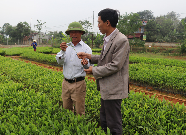 Hiệu quả mô hình ươm giống cây lâm nghiệp ở xã Minh Sơn