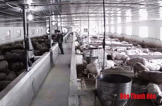 Huyện Như Xuân phấn đấu phát triển mới 22 trang trại, gia trại chăn nuôi