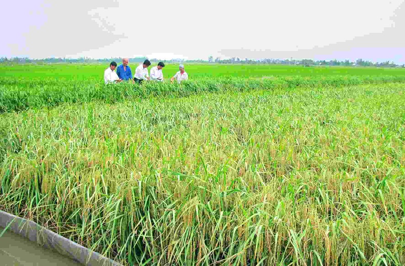 Huyện Hoằng Hóa chủ động các giải pháp phục vụ nước tưới cho lúa thời kỳ trổ bông