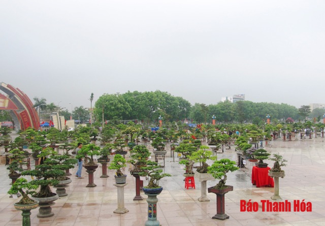 Hàng nghìn tác phẩm bonsai hội tụ tại TP Thanh Hóa