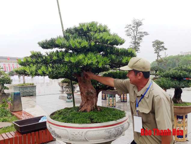 Hàng nghìn tác phẩm bonsai hội tụ tại TP Thanh Hóa