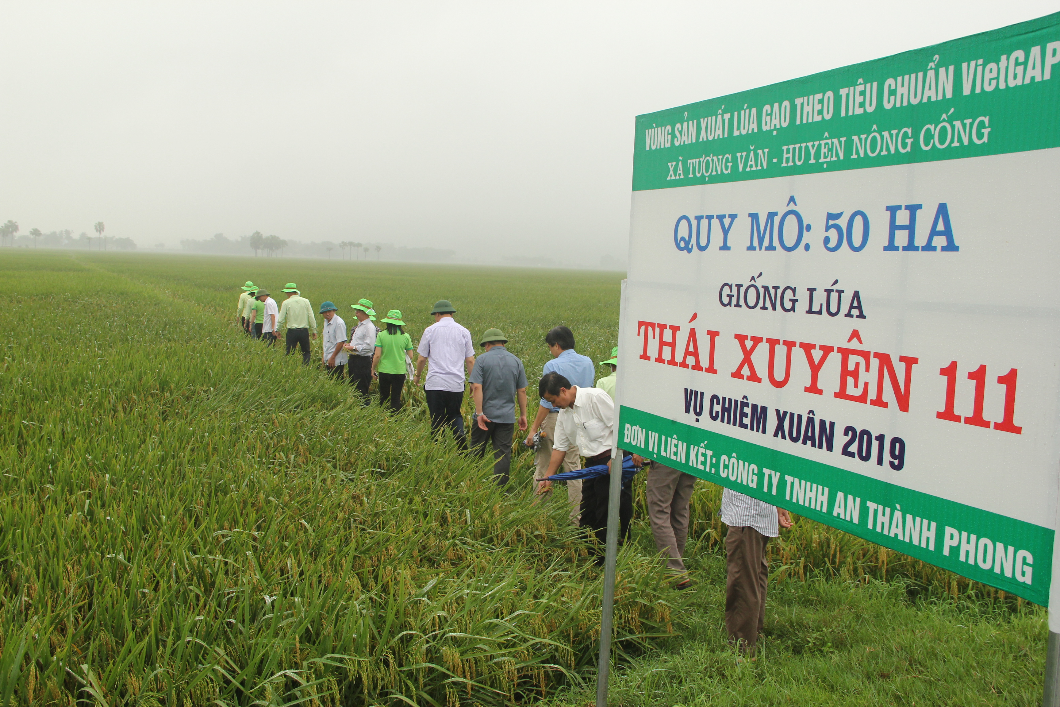Khảo sát, đánh giá năng suất nhiều giống lúa của Tập đoàn ThaiBinh Seed gieo trồng vụ chiêm xuân tại Thanh Hóa