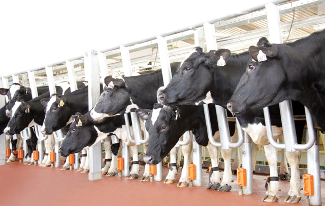 Thủ tướng Nguyễn Xuân Phúc dự lễ khởi công dự án chăn nuôi bò sữa và chế biến sữa tập trung quy mô công nghiệp tại Thanh Hóa