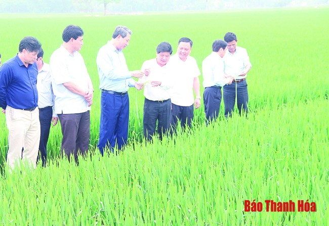 Thu hút doanh nghiệp phát triển liên kết sản xuất, bao tiêu sản phẩm lúa gạo