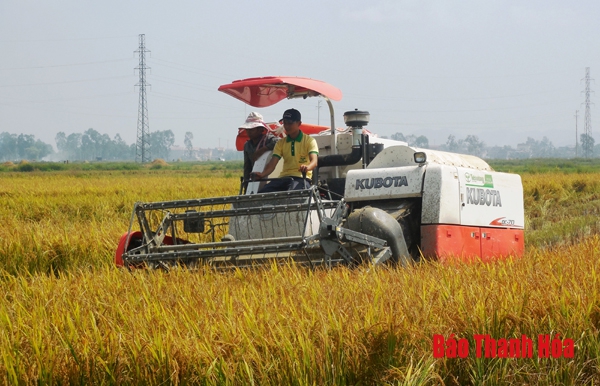 Huyện Nông Cống thu hoạch 40% diện tích lúa chiêm xuân
