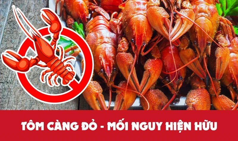 [Infographic] Tôm càng đỏ - Mối nguy hiện hữu