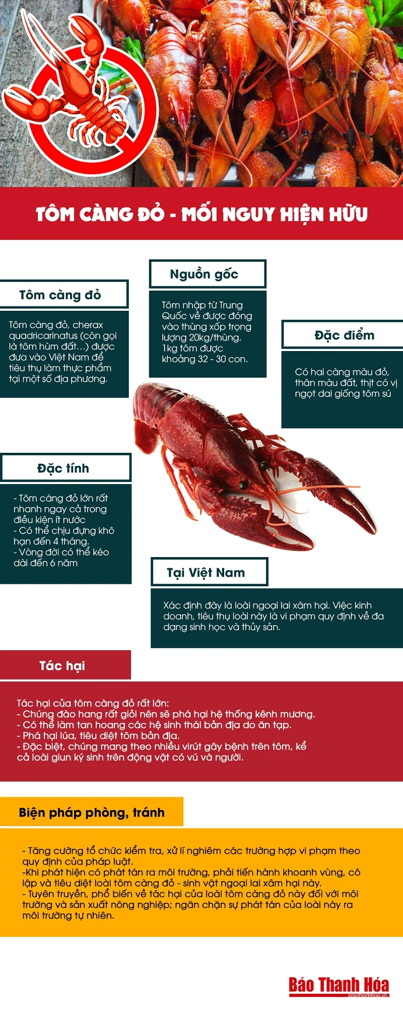 [Infographic] Tôm càng đỏ - Mối nguy hiện hữu