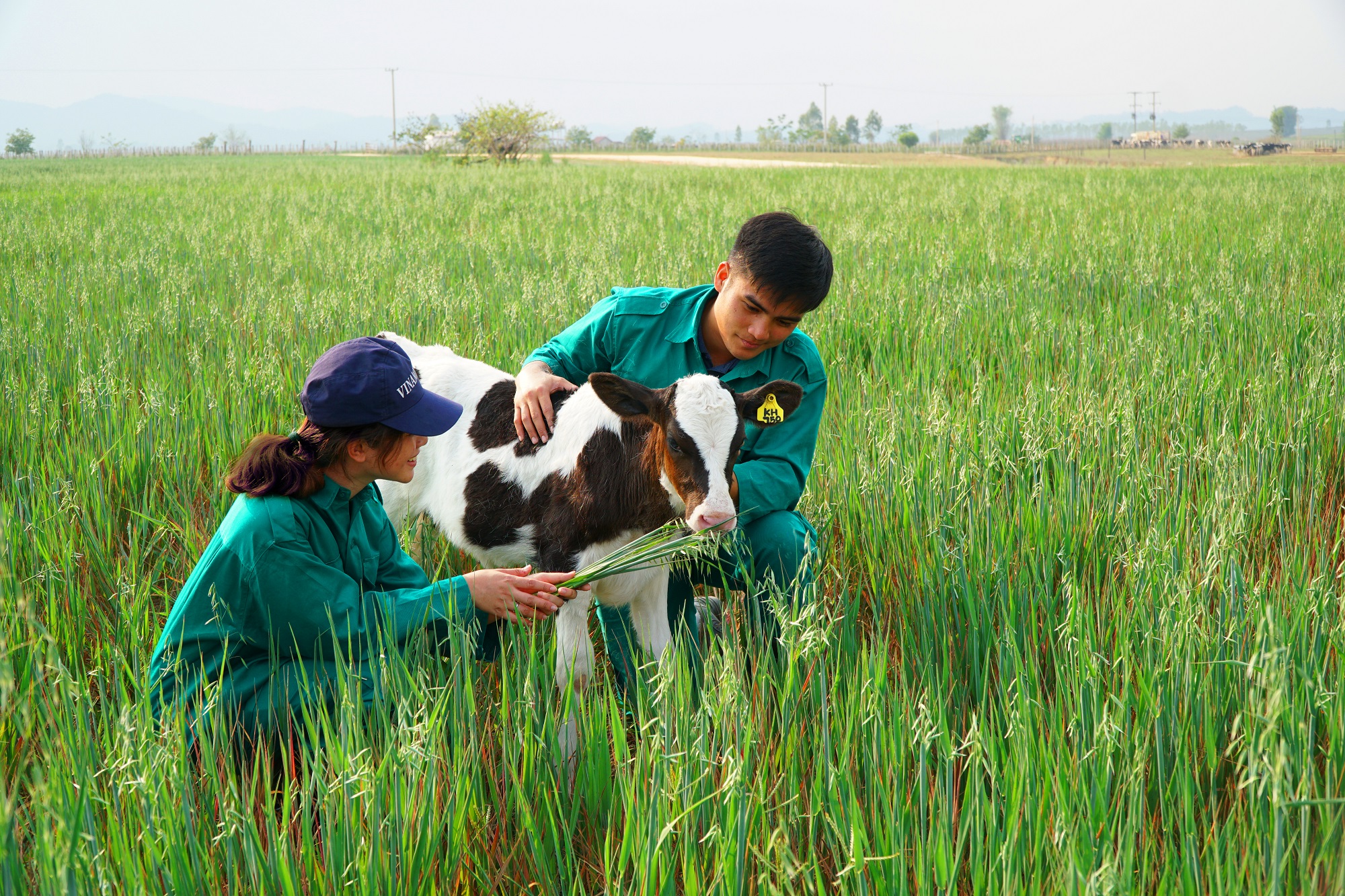 Đầu tư 120 triệu USD – Vinamilk hợp tác xây dựng tổ hợp “Resort” bò sữa Organic tại Lào