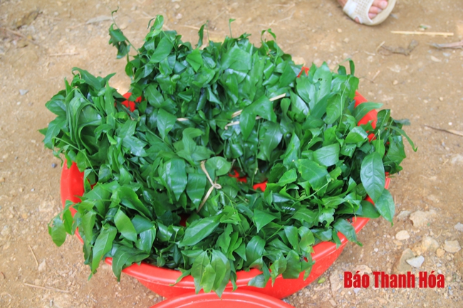 Thác Mây (Thạch Thành) – “Quà tặng vô giá” của thiên nhiên, điểm giải nhiệt tuyệt vời ở xứ Thanh