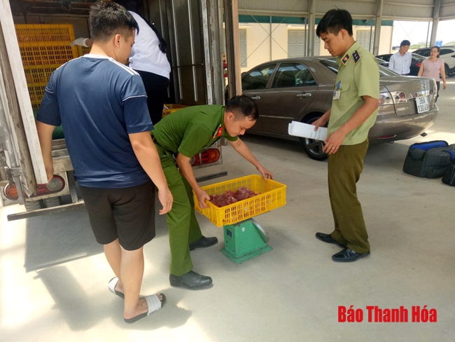 TP Thanh Hóa liên tiếp bắt giữ và xử phạt các xe ô tô chở thịt lợn không rõ nguồn gốc