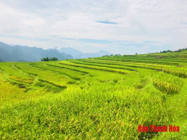 Mùa vàng Pù Luông