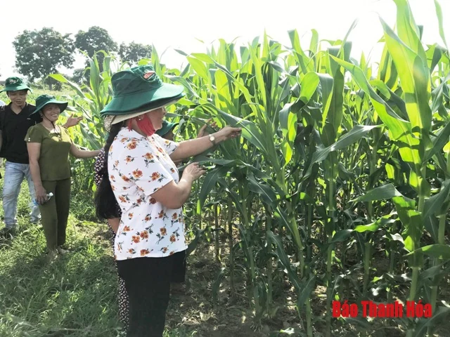 Đánh giá mô hình trình diễn các giống ngô biến đổi gen kháng sâu keo mùa thu
