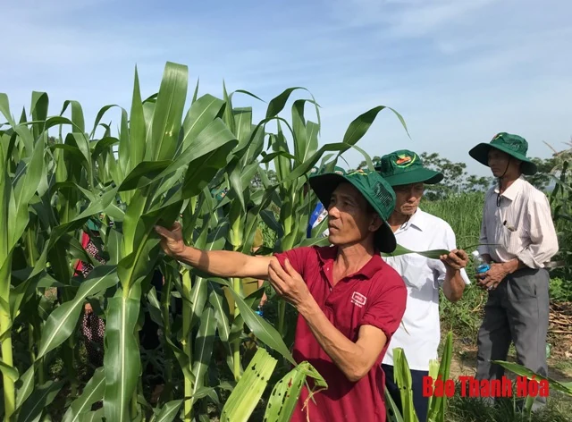 Đánh giá mô hình trình diễn các giống ngô biến đổi gen kháng sâu keo mùa thu