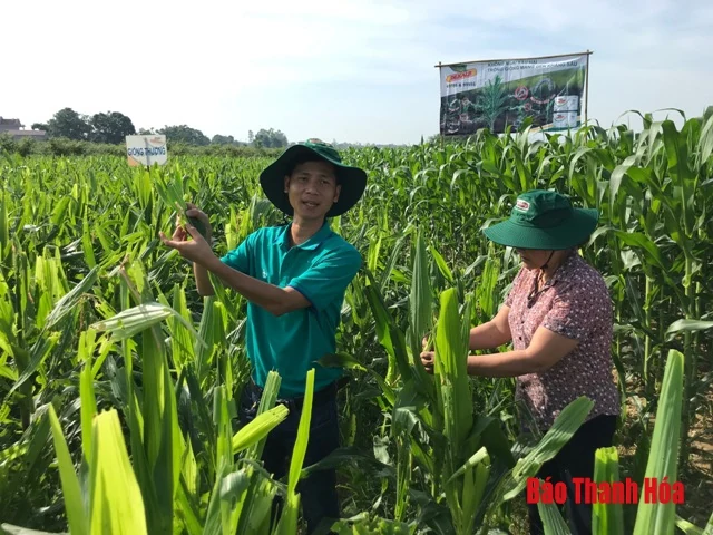 Đánh giá mô hình trình diễn các giống ngô biến đổi gen kháng sâu keo mùa thu