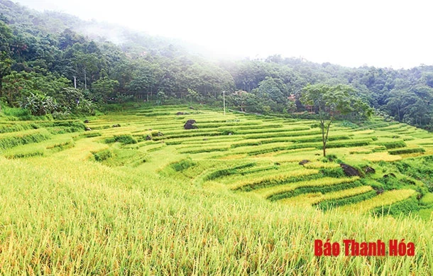 Mùa vàng Pù Luông