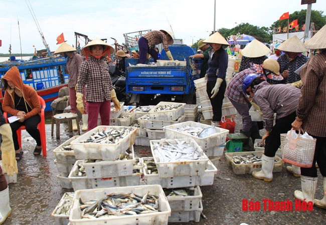 Nhộn nhịp chợ cá cảng Hới