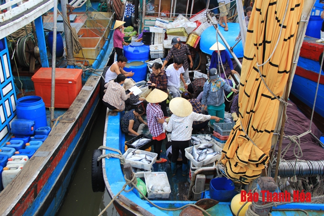 Nhộn nhịp chợ cá cảng Hới