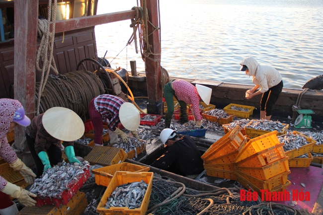 Nhộn nhịp chợ cá cảng Hới