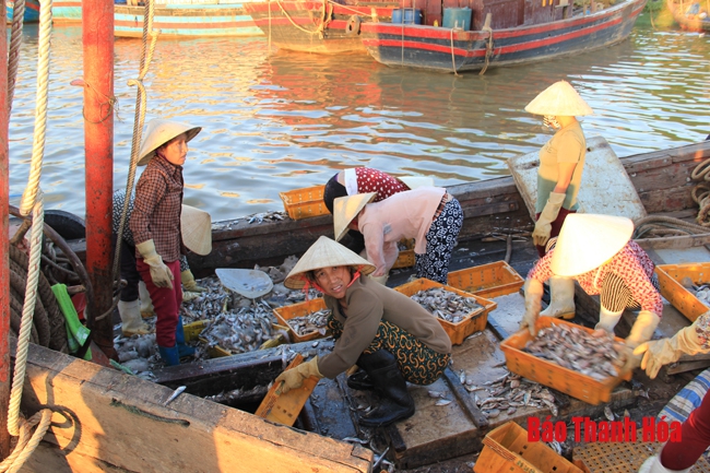 Nhộn nhịp chợ cá cảng Hới
