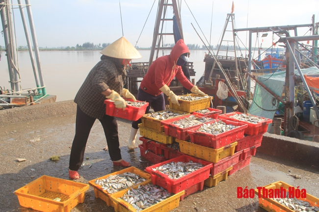 Nhộn nhịp chợ cá cảng Hới