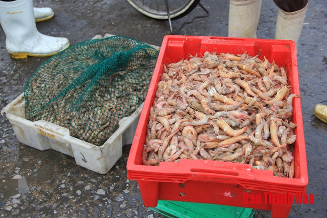 Nhộn nhịp chợ cá cảng Hới